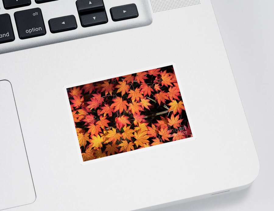 Acer Pseudosieboldianum Sticker featuring the photograph Korean Maple Autumn Leaves by Tim Gainey