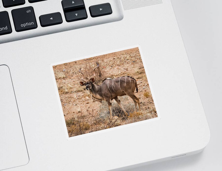 Kudu Sticker featuring the photograph Kudu in the Kalahari desert, Namibia by Lyl Dil Creations