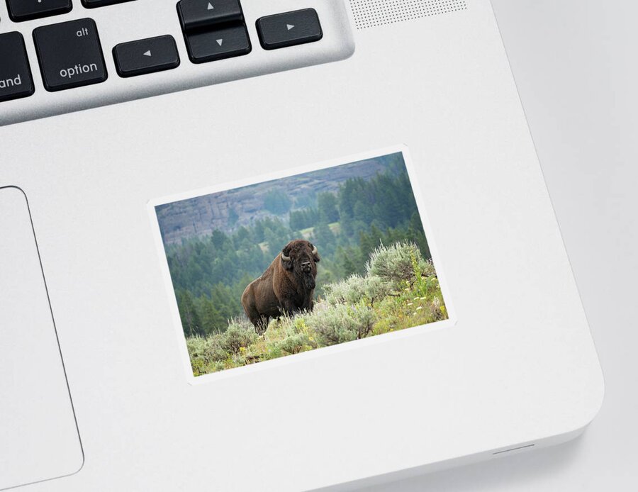 Buffalo Sticker featuring the photograph Large and In Charge by Eilish Palmer