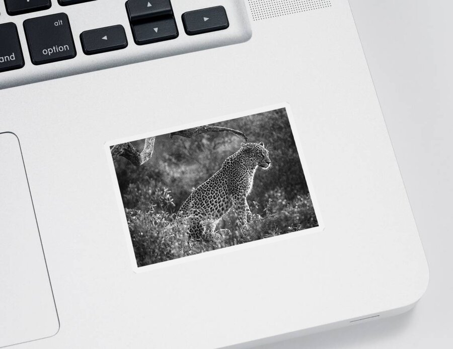 Leopard Sticker featuring the photograph Leopard sitting black and white by Mark Hunter