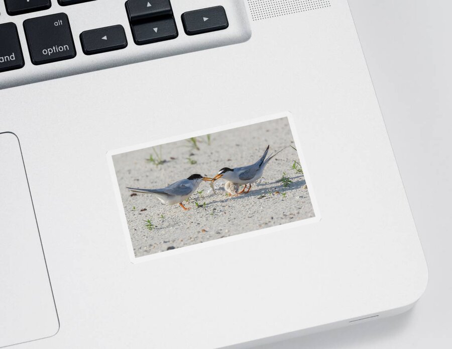 Bird Sticker featuring the photograph Let Me Try by Susan Rissi Tregoning