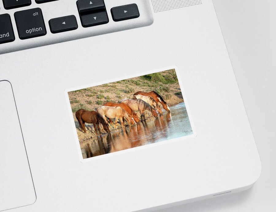Horses Sticker featuring the photograph Lineup at the Pond-- Wild Horses by Judi Dressler