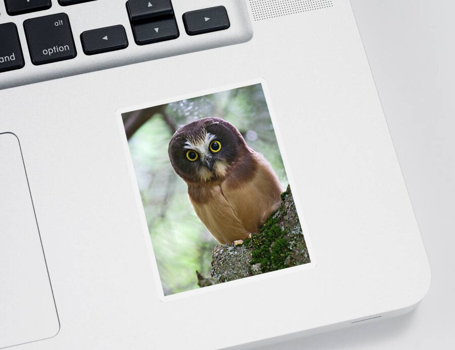 Birds Sticker featuring the photograph Little Owl by Wesley Aston
