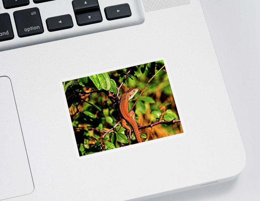 Lizard Sticker featuring the photograph Lizard in the forest by Martin Smith