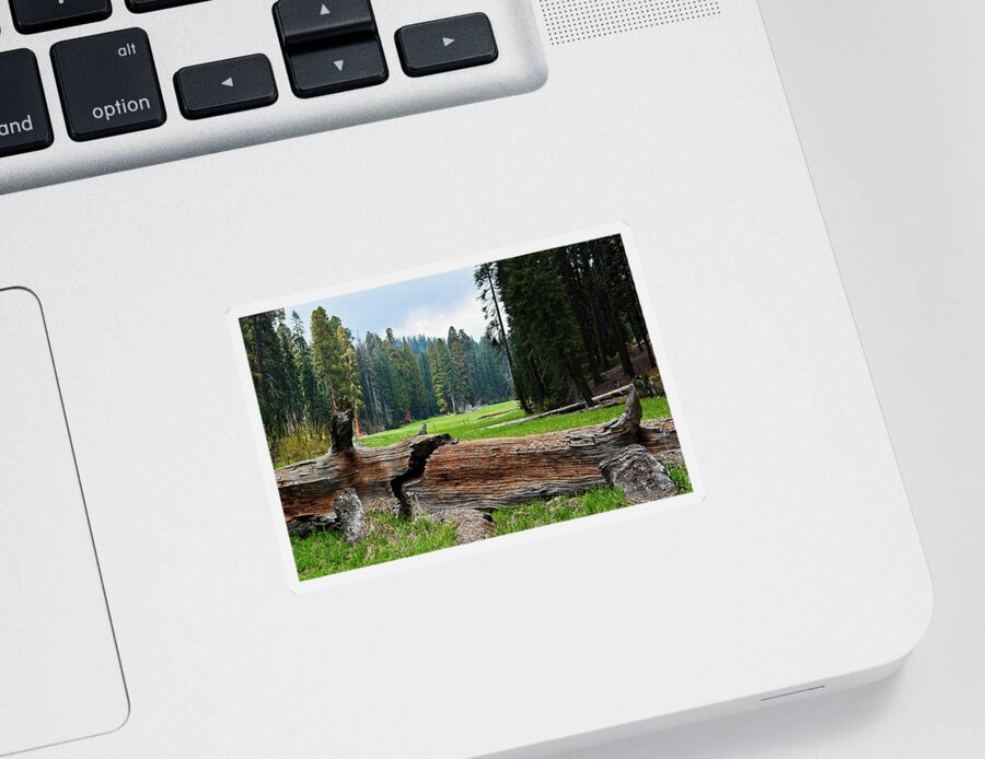 Sequoia National Park Sticker featuring the photograph Log Meadow Fallen Giant by Kyle Hanson