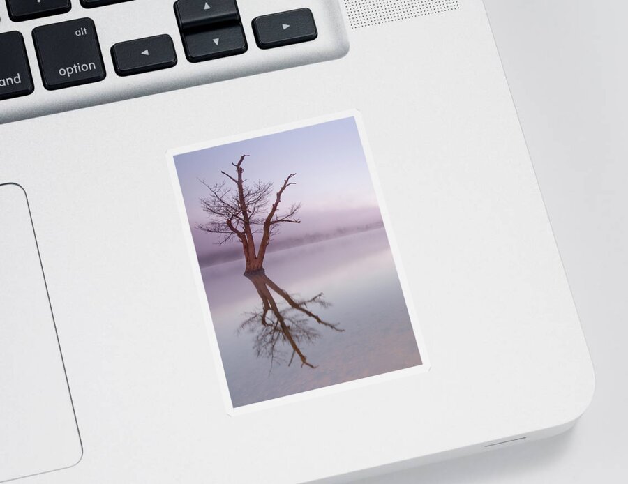 Landscape Sticker featuring the photograph Lone tree in still lake in the mist at sunrise by Anita Nicholson