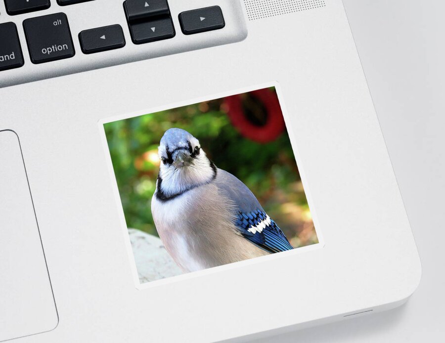 Blue Jay Sticker featuring the photograph Look Into My Eyes...You Are Getting Sleepy... by Linda Stern