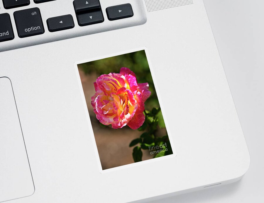 Rose Sticker featuring the photograph Luminosity by Kathy McClure