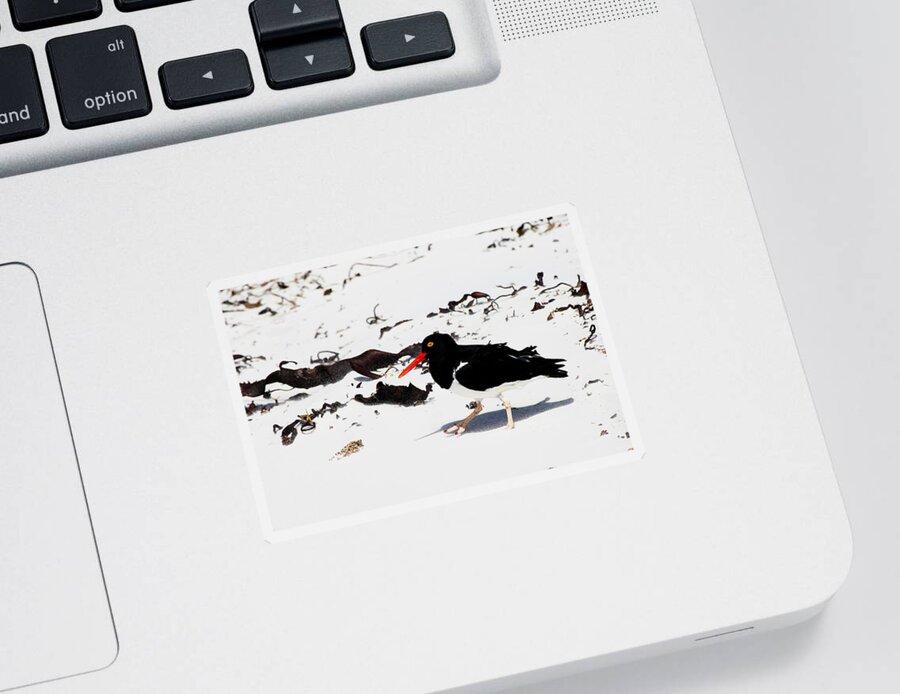 Animal Sticker featuring the photograph Magellanic Oystercatcher by David Hosking