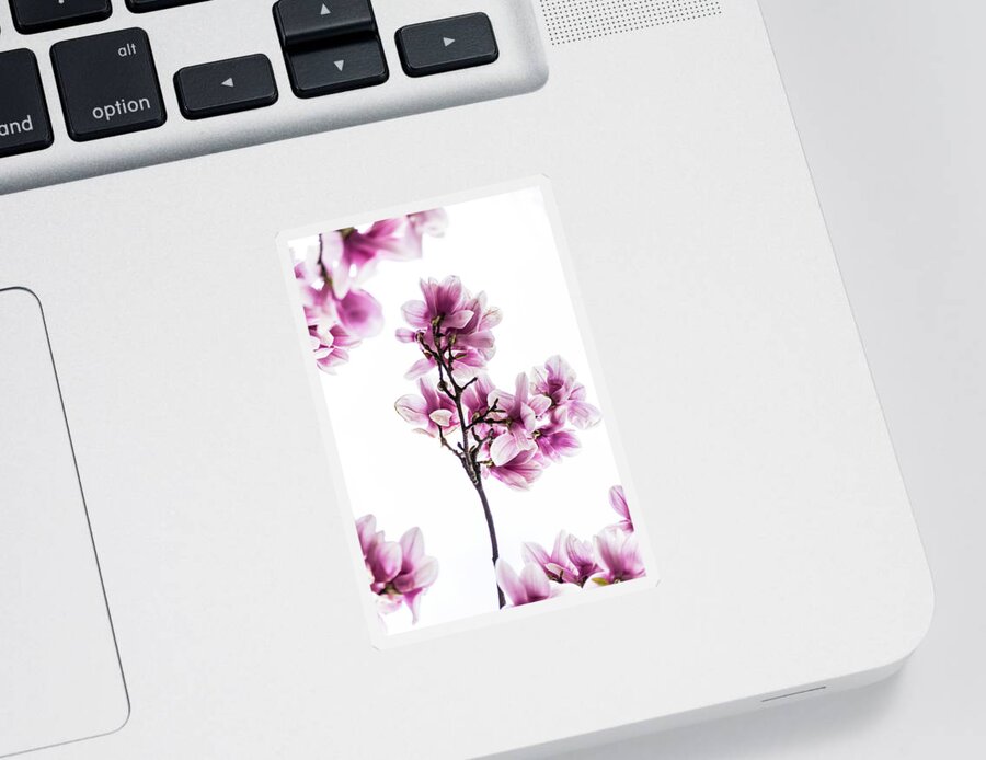Cleveland Sticker featuring the photograph Magnolia Buds by Stewart Helberg