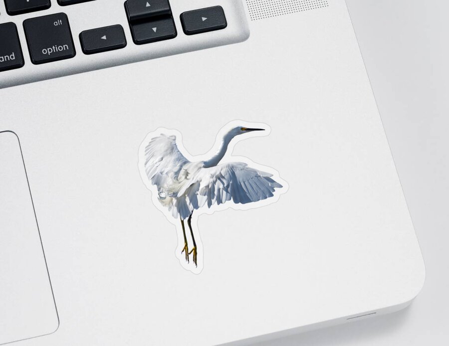 Egret Sticker featuring the photograph Majestic looking snowy egret by Zina Stromberg