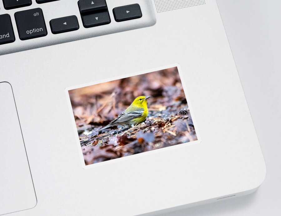 Pine Warbler Sticker featuring the photograph Majestic Pine Warbler by Mary Ann Artz