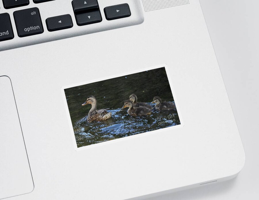 Water Bird Sticker featuring the photograph Mallard and Three Ducklings Swimming by Pablo Avanzini