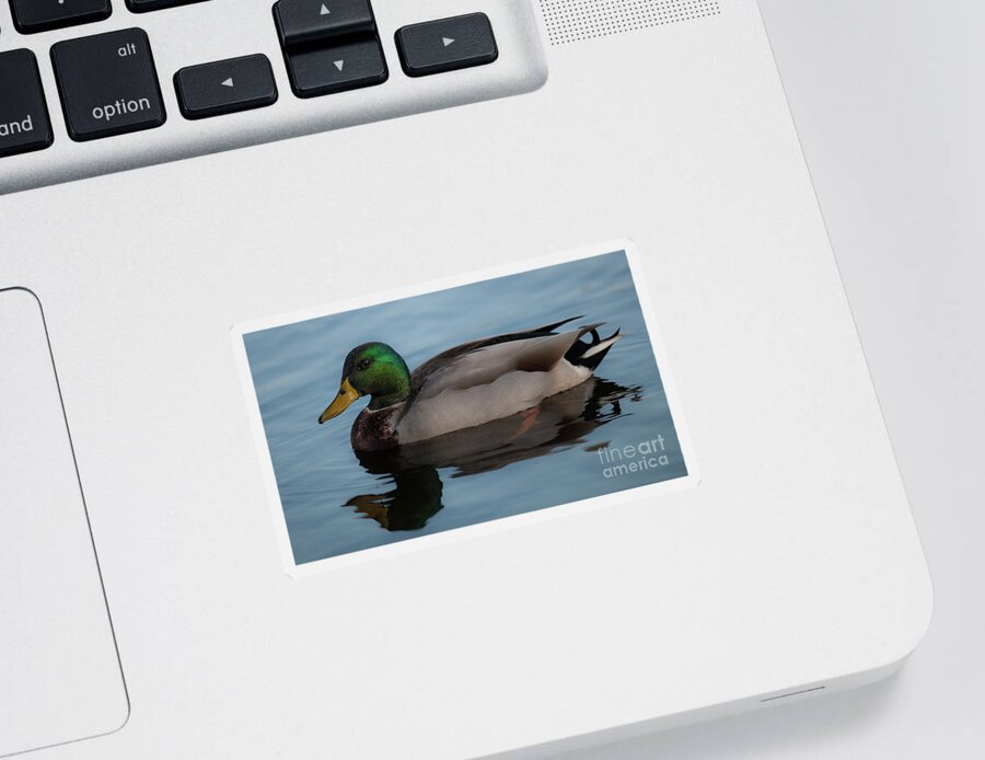 Duck Sticker featuring the photograph Mallard Duck - Lowcountry by Dale Powell