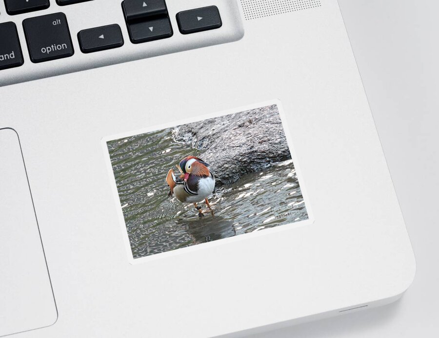 Mandarin Duck Sticker featuring the photograph Mandarian_17_faa by Patricia Youngquist