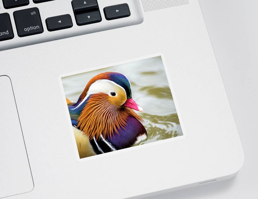 Mandarin Ducks Sticker featuring the photograph Mandarin Duck Portrait by Judi Dressler