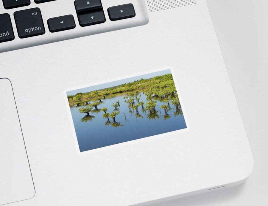 Mangrove Sticker featuring the photograph Mangrove Nursery by Paul Rebmann