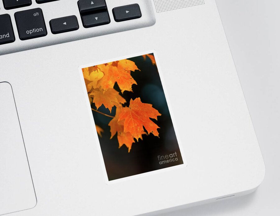 Cayce Sticker featuring the photograph Maple-1 by Charles Hite
