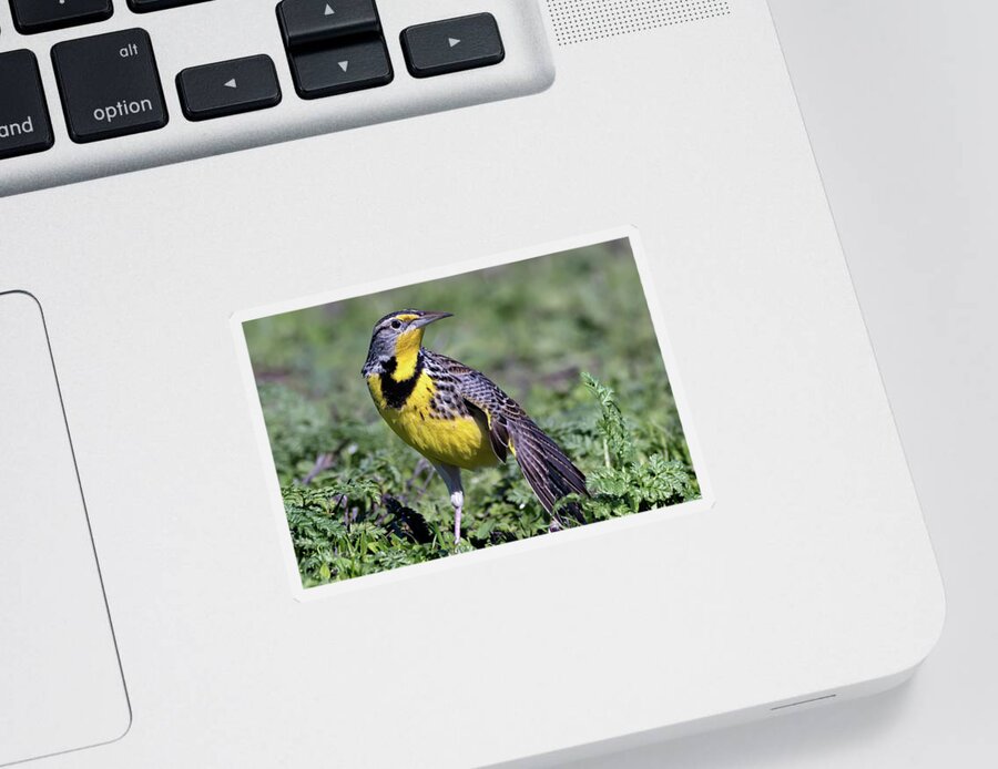Western Meadowlark Sticker featuring the photograph Meadowlark on the Runway by Kathleen Bishop