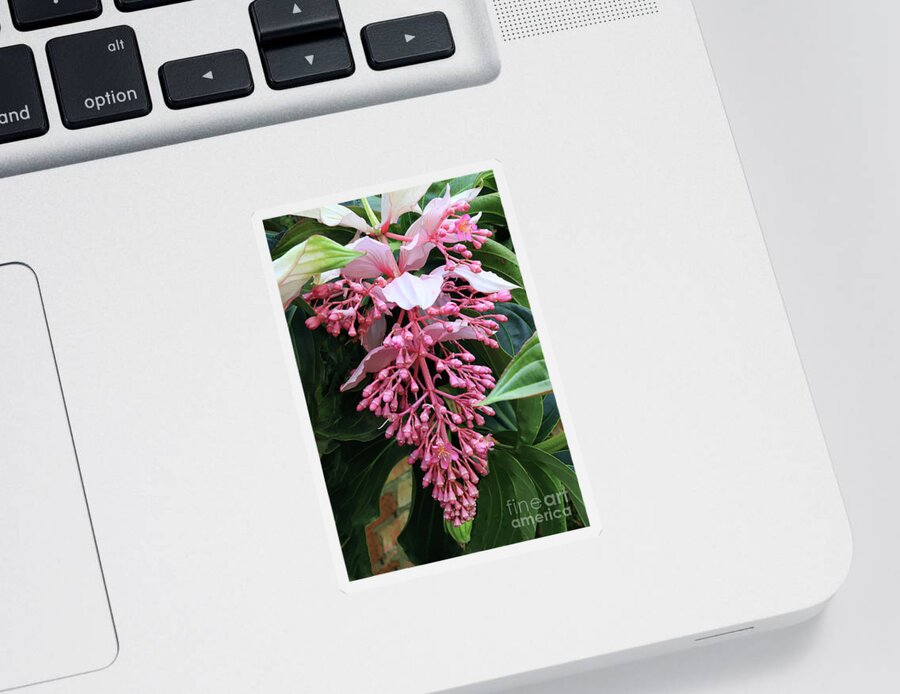Flower Sticker featuring the photograph Medinilla Magnifica Spectacular Flower by Teresa Zieba