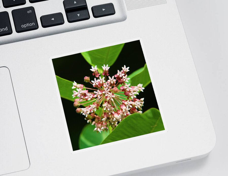 Milkweed Sticker featuring the photograph Milkweed Flower by Christina Rollo