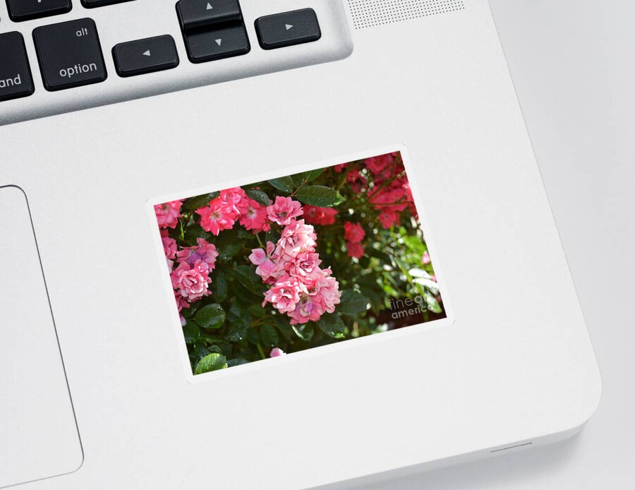 Mini Roses Blooming Sticker featuring the photograph Mini Roses Blooming by Barbra Telfer