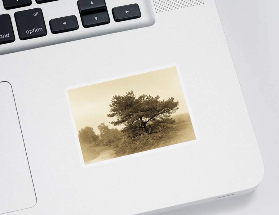 Landscape Sticker featuring the photograph Misty Pine by Tanya C Smith