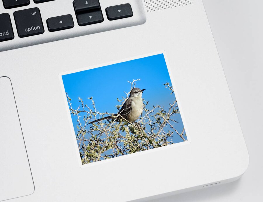 Arizona Sticker featuring the photograph Mockingbird Hiding in Desert Hackberry by Judy Kennedy