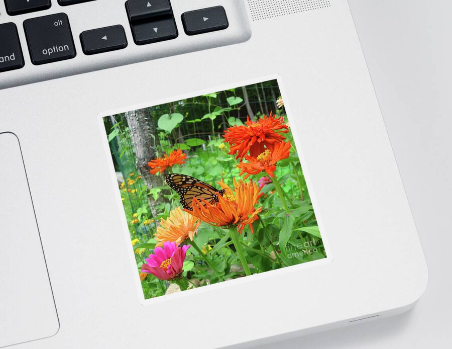 Monarch Sticker featuring the photograph Monarch and Zinnia 3 by Amy E Fraser