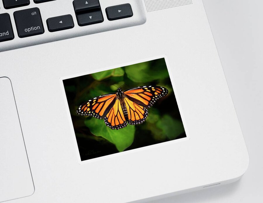Nature Sticker featuring the photograph Majestic Monarch by Brian Tada