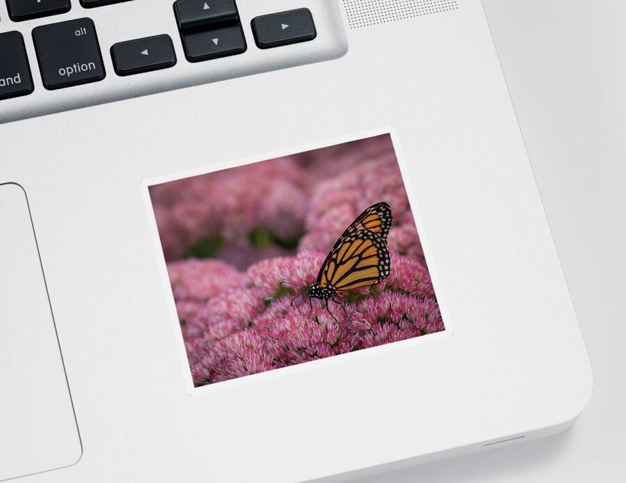 #monarch #butterfly #blooming #sedum #garden #flower #metamorphosis #migration #orange #pollinator Sticker featuring the photograph Monarch on Blooming Sedum by Greni Graph