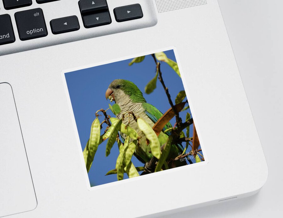 Outdoors Sticker featuring the photograph Monk Parakeet Eating Perched on a Tree by Pablo Avanzini
