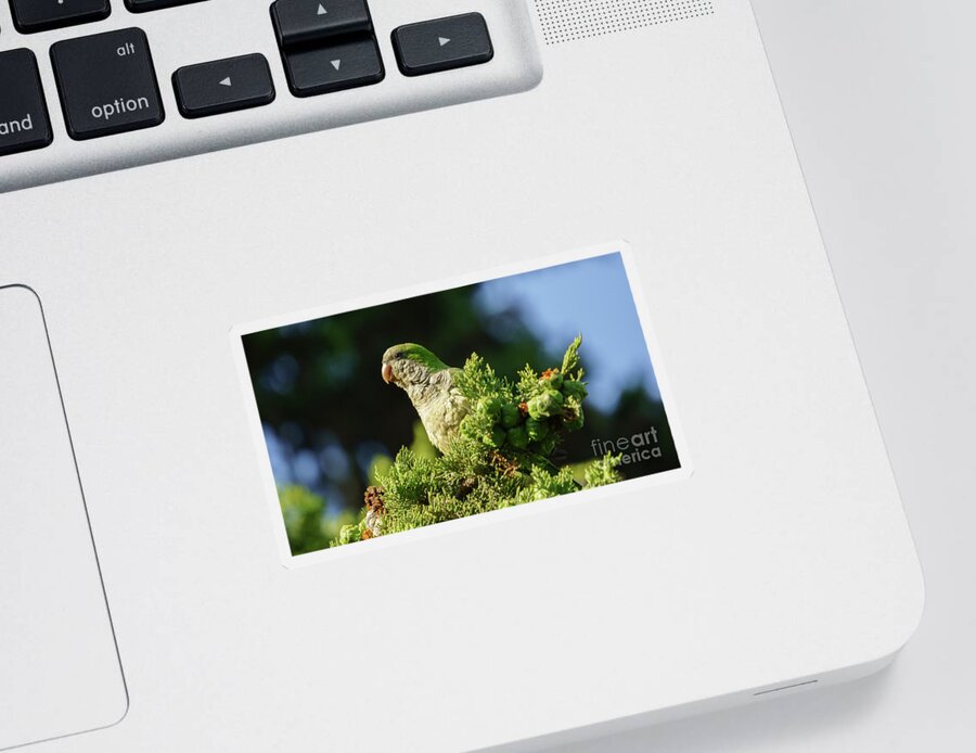 Ara Sticker featuring the photograph Monk Parakeet Perched on a Tree by Pablo Avanzini