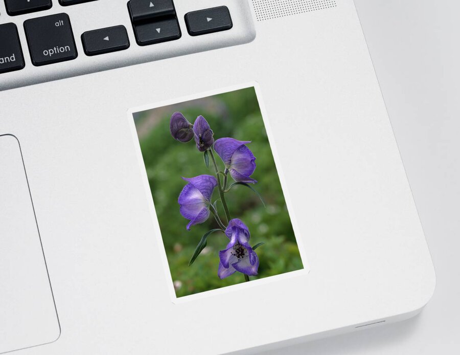 Aconitum Sticker featuring the photograph Monkshood Flowers Aconitum by Nhpa