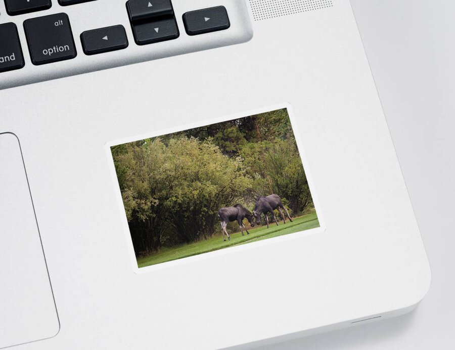 Young Moose At Play Sticker featuring the photograph Moose at play by Julieta Belmont