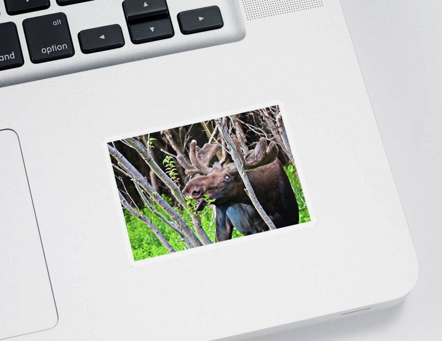 Moose Sticker featuring the photograph Moose with an anomalous eye, at dinner time by Tatiana Travelways