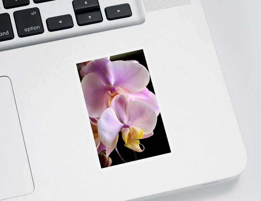 Phalaenopsis Sticker featuring the photograph Moth Orchids Sitting Near The Window by Angie Tirado