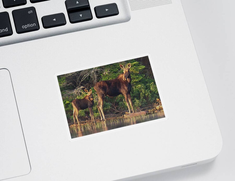 Moose Sticker featuring the photograph Mother and Child by Bearj B Photo Art