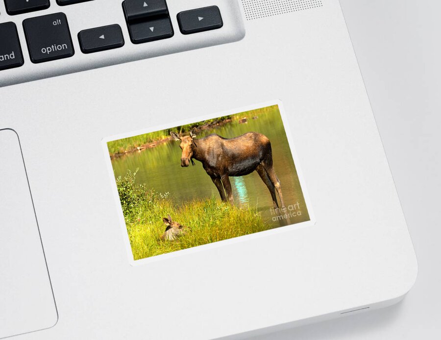  Sticker featuring the photograph Mother Moose And Junior by Adam Jewell