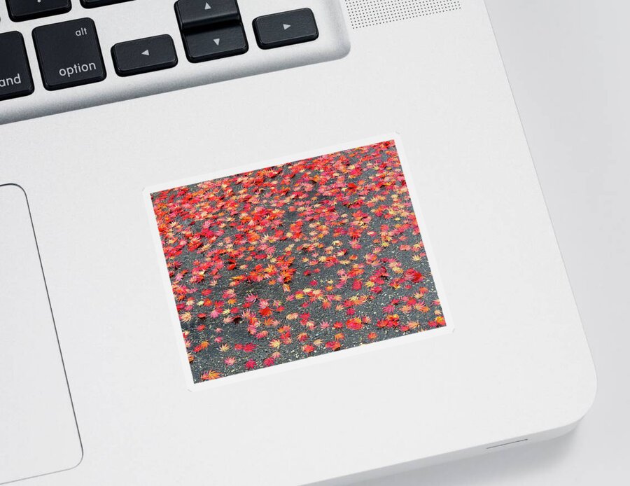 Autumn Sticker featuring the photograph Nature's Confetti by Linda Stern