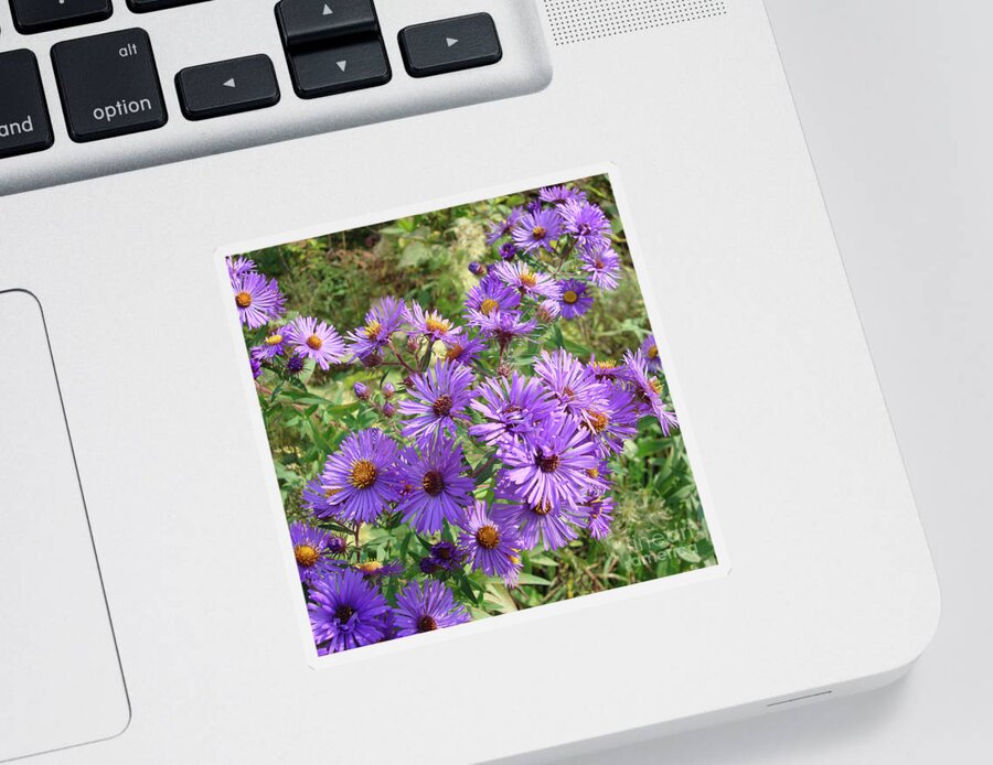 New England Aster Sticker featuring the photograph New England Aster 14 by Amy E Fraser