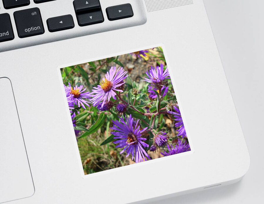 New England Aster Sticker featuring the photograph New England Aster 15 by Amy E Fraser