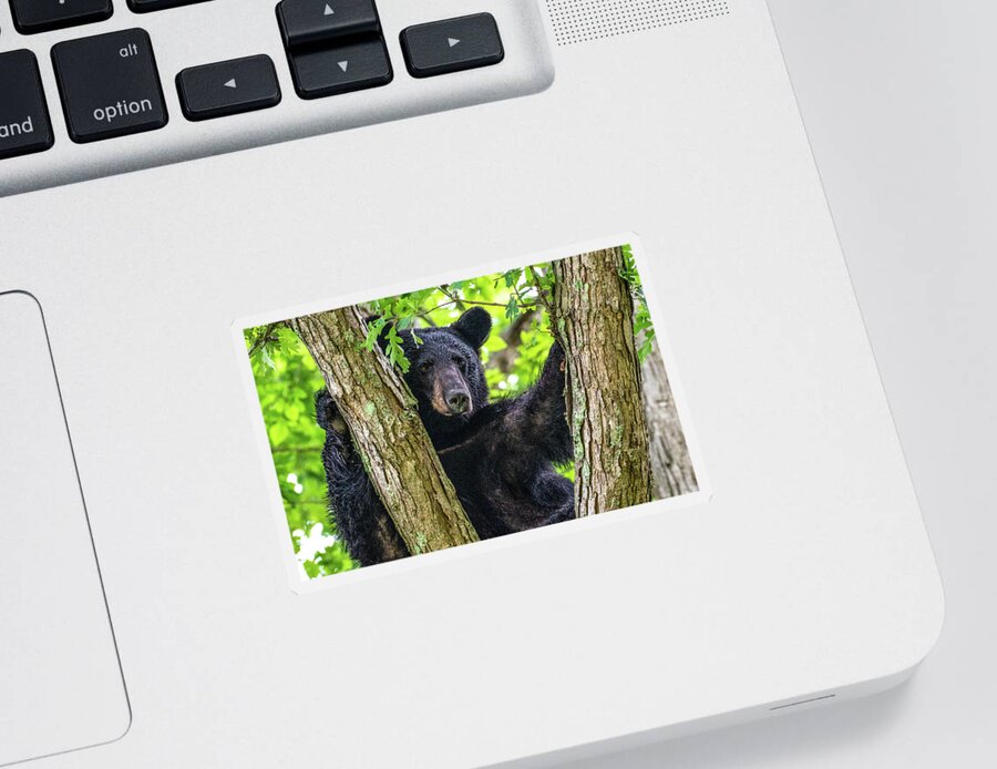 American Black Bear Sticker featuring the photograph Not All Bears Are Created Equal by Marcy Wielfaert