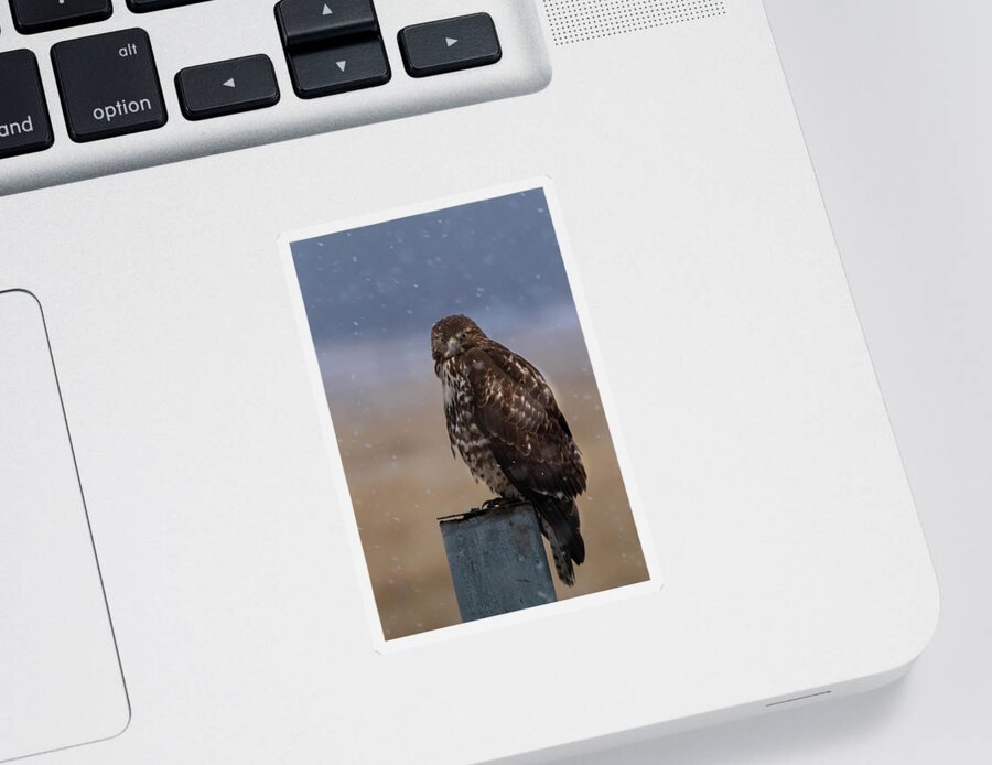 Hawk Sticker featuring the photograph Not Impressed by Randy Robbins