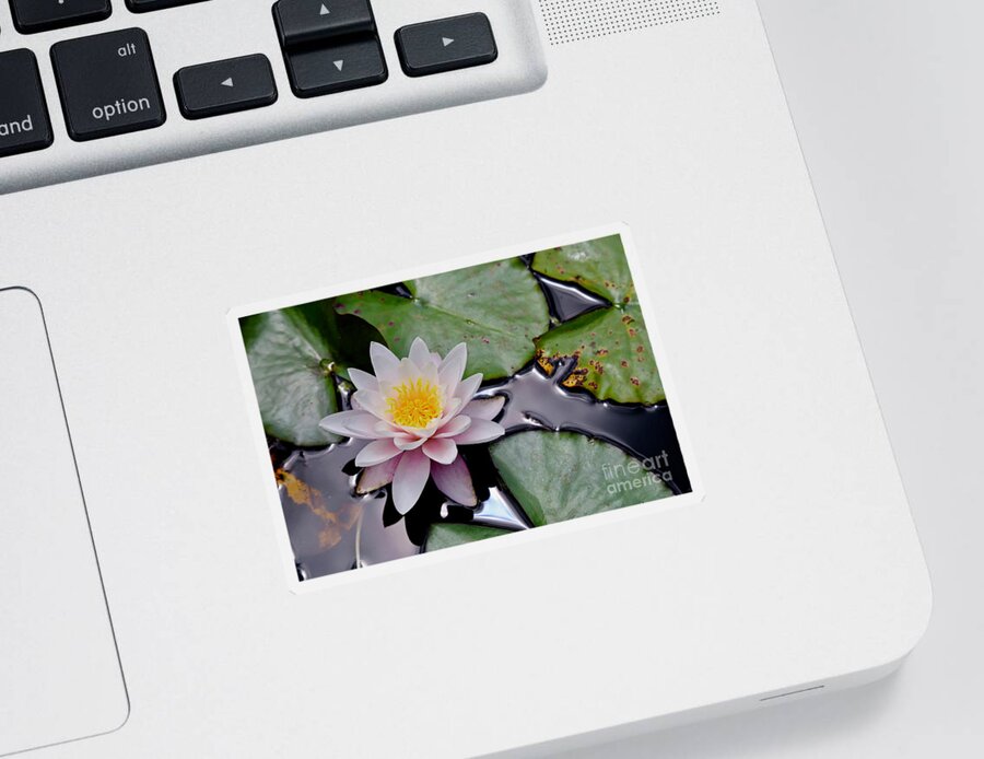 Water Sticker featuring the photograph Nz Waterlily by American School
