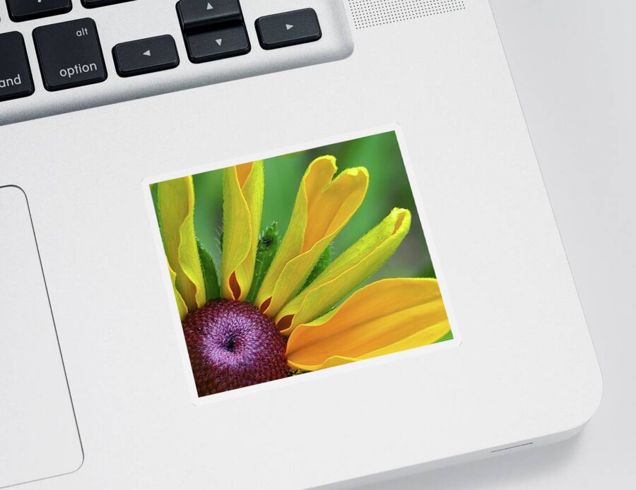 Flower Sticker featuring the photograph One Sunny Day by Alida M Haslett