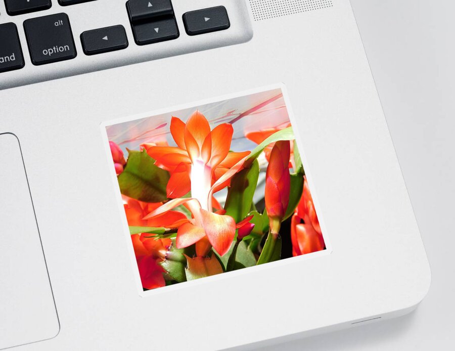Orange Sticker featuring the photograph - Orange Christmas Cactus by THERESA Nye