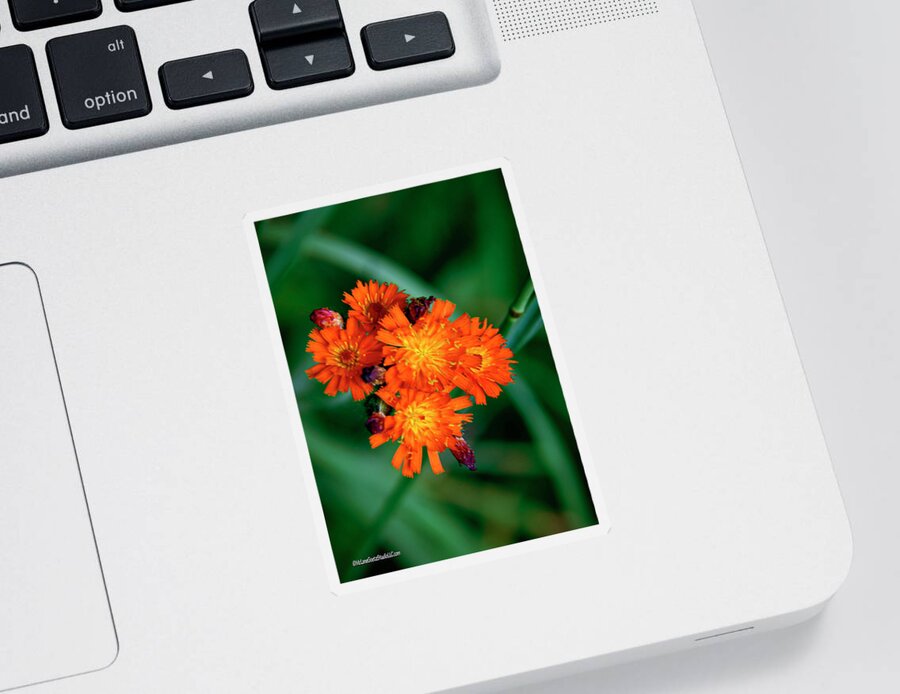 Floral Sticker featuring the photograph Orange Hawkweed by LeeAnn McLaneGoetz McLaneGoetzStudioLLCcom