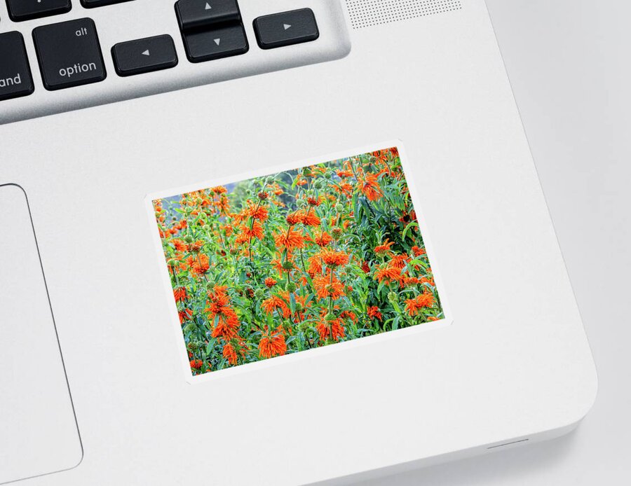 Cape Floral Kingdom Sticker featuring the photograph Orange Infusion by Marcy Wielfaert