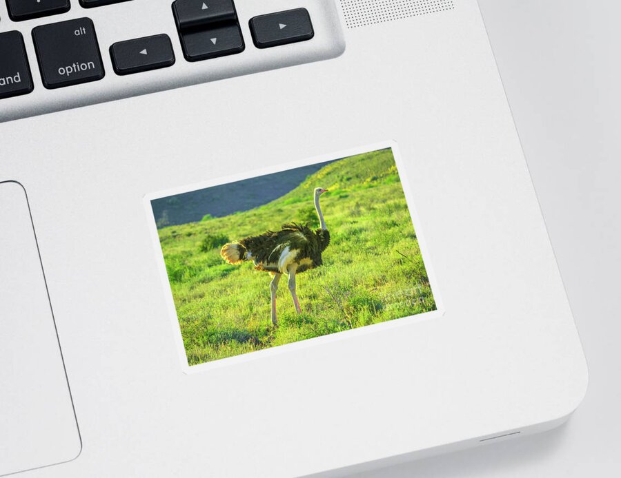 Ostrich Sticker featuring the photograph Ostrich on Karoo grass by Benny Marty